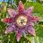 Passiflora quadrangularis óriás golgotavirág közeli képe lila-fehér koronaszálakkal