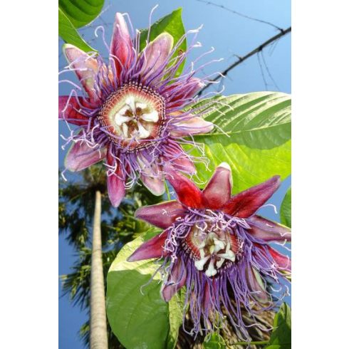 Passiflora quadrangularis - Óriás golgotavirág - 5db mag/csomag