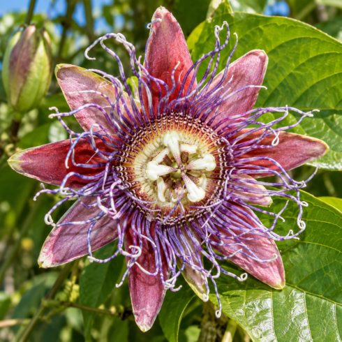 Passiflora quadrangularis óriás golgotavirág közeli képe lila-fehér koronaszálakkal