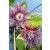 Passiflora quadrangularis - Óriás golgotavirág - 5db mag/csomag