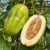 Passiflora quadrangularis óriás granadilla termése egészben és félbevágva, magos gyümölcshússal