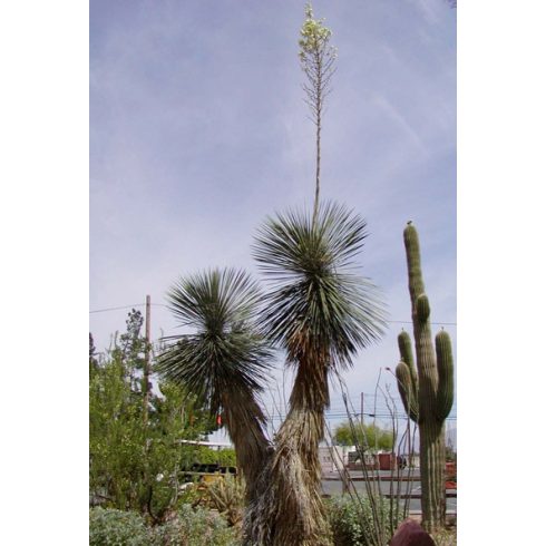 Yucca elata - Szappanjukka - 5db mag/csomag