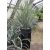 Yucca elata - Szappanjukka - 5db mag/csomag