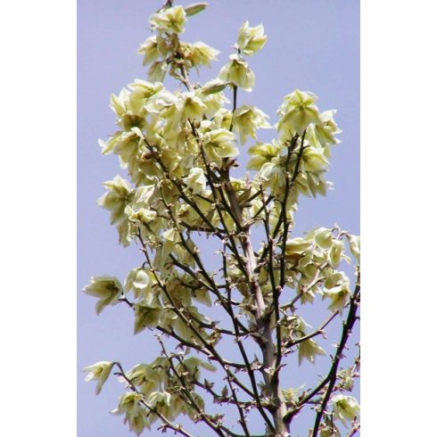 Yucca elata - Szappanjukka - 5db mag/csomag
