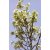 Yucca elata - Szappanjukka - 5db mag/csomag