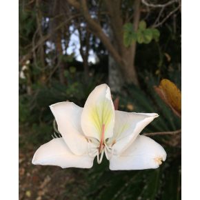 Bauhinia racemosa – Bidi levél fa - 5db mag/csomag