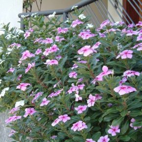 Catharanthus roseus - Rózsameténg - 5db mag/csomag