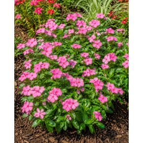 Catharanthus roseus - Rózsameténg - 5db mag/csomag