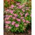 Catharanthus roseus - Rózsameténg - 5db mag/csomag