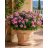 Catharanthus roseus - Rózsameténg - 5db mag/csomag