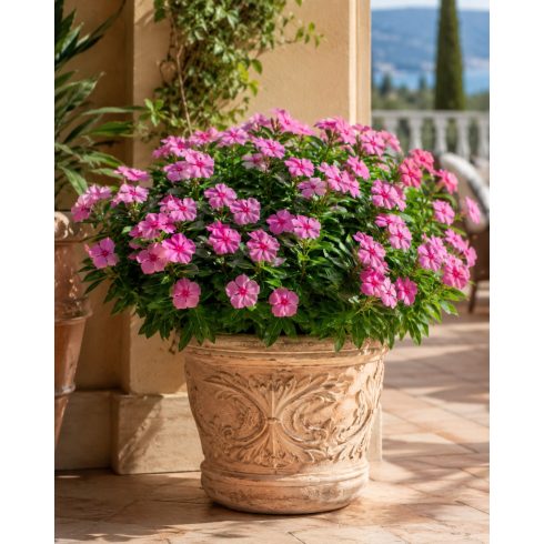 Catharanthus roseus - Rózsameténg - 5db mag/csomag