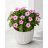 Catharanthus roseus - Rózsameténg - 5db mag/csomag