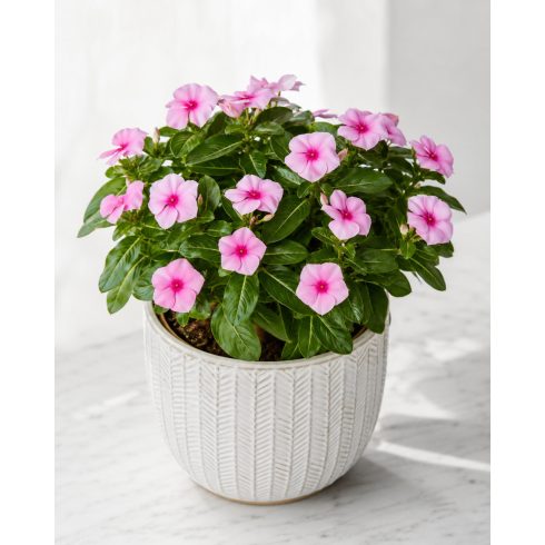 Catharanthus roseus - Rózsameténg - 5db mag/csomag