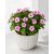 Catharanthus roseus - Rózsameténg - 5db mag/csomag