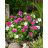 Catharanthus roseus - Rózsameténg - 5db mag/csomag