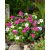 Catharanthus roseus - Rózsameténg - 5db mag/csomag