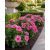 Catharanthus roseus - Rózsameténg - 5db mag/csomag