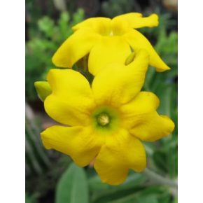 Pachypodium densiflorum var. densiflorum - 5db mag/csomag