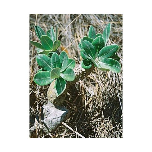 Pachypodium densiflorum var. densiflorum - 5db mag/csomag