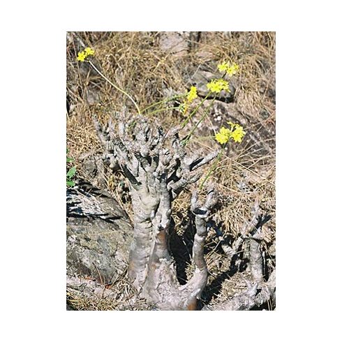 Pachypodium densiflorum var. densiflorum - 5db mag/csomag