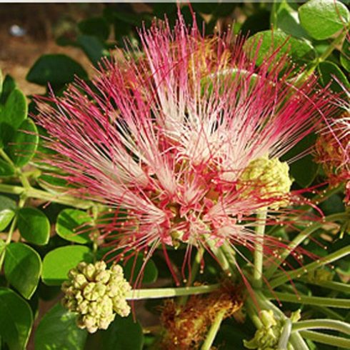 Albizia saman - Sámánfa - 5db mag/csomag 