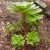 Aeonium ciliatum - 5db mag/csomag