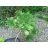 Aeonium ciliatum - 5db mag/csomag