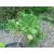 Aeonium ciliatum - 5db mag/csomag