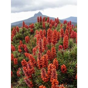 Richea scoparia - Édes délihanga - 10db mag/csomag