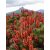 Richea scoparia - Édes délihanga - 10db mag/csomag