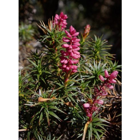 Richea scoparia - Édes délihanga - 10db mag/csomag