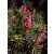 Richea scoparia - Édes délihanga - 10db mag/csomag