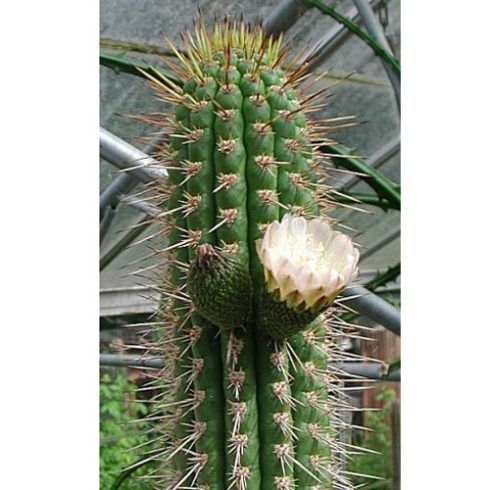 Eulychnia acida - Copao - 5db mag/csomag