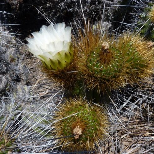 Eulychnia acida - Copao - 5db mag/csomag