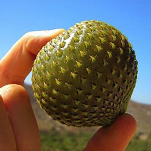 Eulychnia acida - Copao - 5db mag/csomag