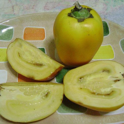 Solanum sessiliflorum - Orinico-paradicsom - 5db mag/csomag