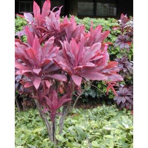 Cordyline fruticosa - Bunkóliliom -  5db mag/csomag