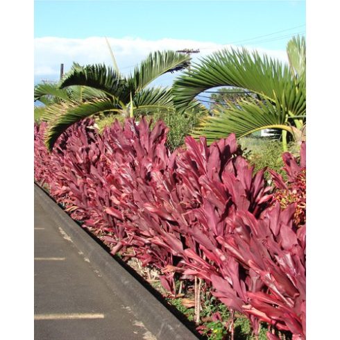 Cordyline fruticosa - Bunkóliliom -  5db mag/csomag