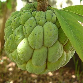 Annona squamosa - Gyömbéralma - 5db mag/csomag