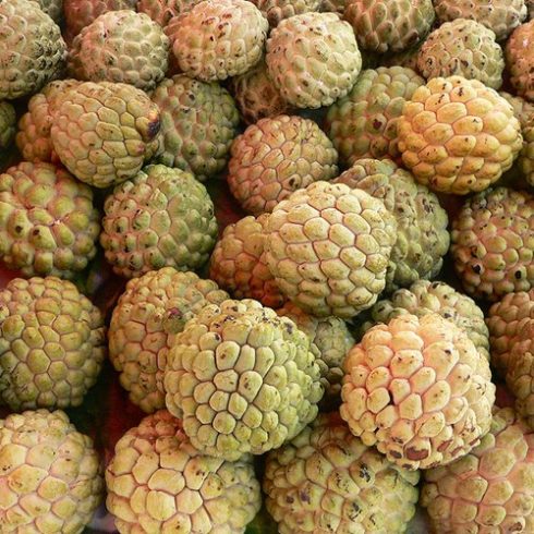 Annona squamosa - Gyömbéralma - 5db mag/csomag