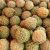 Annona squamosa - Gyömbéralma - 5db mag/csomag