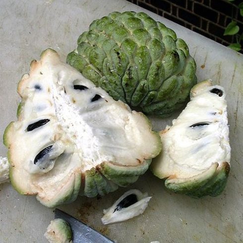 Annona squamosa - Gyömbéralma - 5db mag/csomag