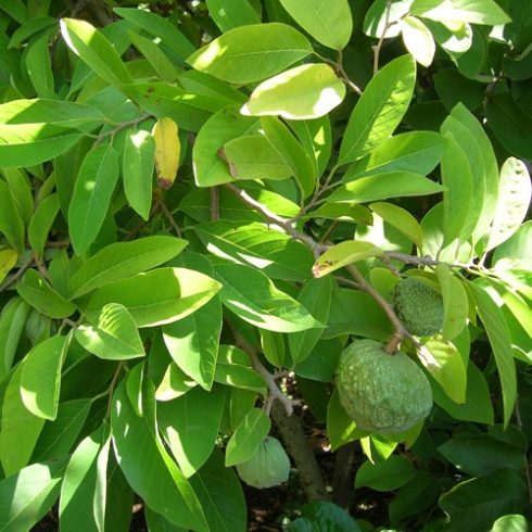 Annona squamosa - Gyömbéralma - 5db mag/csomag