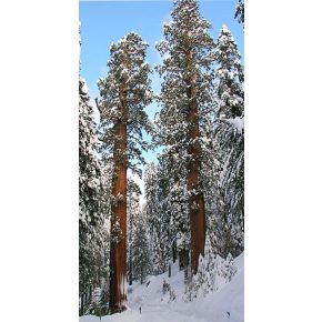  Sequoiadendron giganteum - Óriás mamutfenyő - 5db mag/csomag