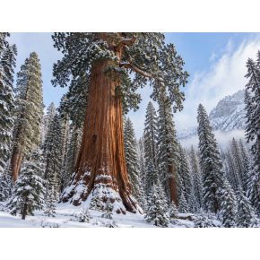 Hóval borított óriás mamutfenyő (Sequoiadendron giganteum) téli erdőben, vastag vörösesbarna törzzsel és havas örökzöld ágakkal.