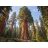 Óriás mamutfenyő (Sequoiadendron giganteum) természetes erdei környezetben, hatalmas vörösesbarna törzzsel