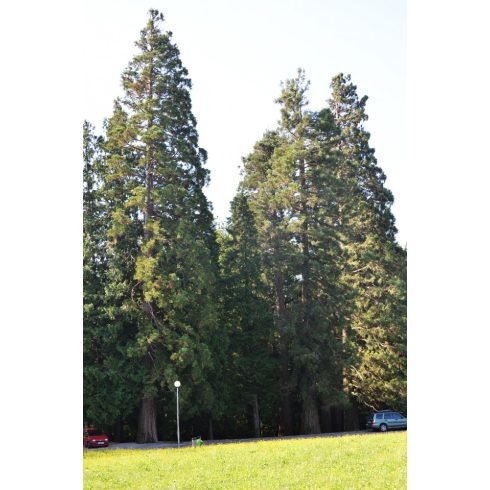 Sequoiadendron giganteum - Óriás mamutfenyő - 5db mag/csomag