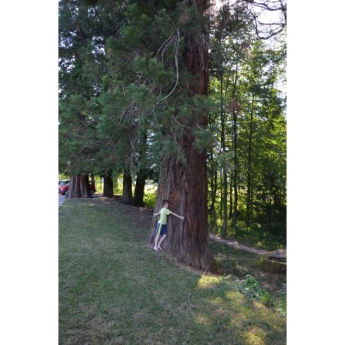 Sequoiadendron giganteum - Óriás mamutfenyő - 5db mag/csomag