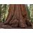   Sequoiadendron giganteum - Óriás mamutfenyő - 5db mag/csomag