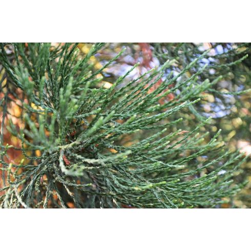 Sequoiadendron giganteum - Óriás mamutfenyő - 5db mag/csomag